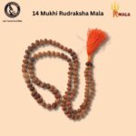 Fourteen Mukhi Rudraksha Mala