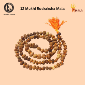 12 Mukhi